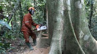 Tren penurunan deforestasi dalam rentang 2019-2021 tidak lepas dari situasi sosial politik dan pandemi yang terjadi di Indonesia sehingga aktivitas pembukaan lahan terhambat. Deforestasi di masa depan akan semakin meningkat saat proyek food estate, salah satu proyek PSN dan PEN dijalankan. Foto: BBC World.