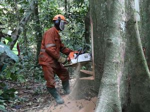 Apa Arti Deforestasi yang Disebut Menteri LHK? Berikut Penjelasannya