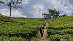 Siang-siang, Lihat Sejuknya 2 Kebun Teh di Jawa Barat Yuk!