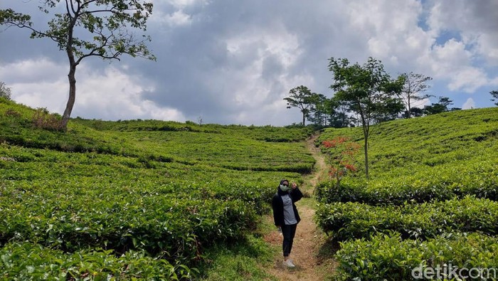 Kebun Teh Wates Kebun teh Wates
