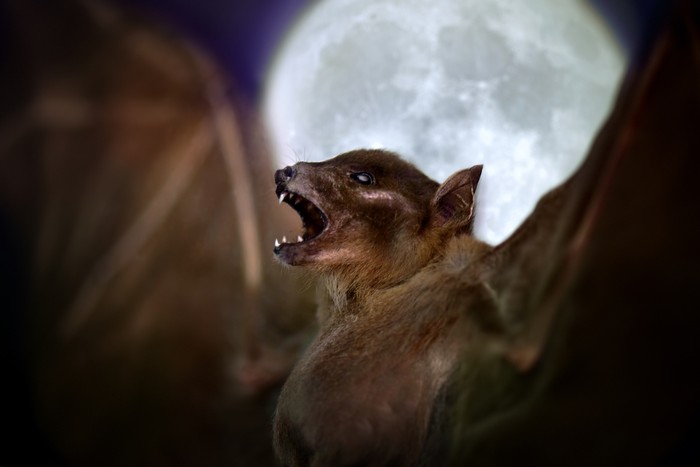 Kelelawar Vampire