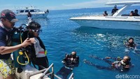 Al melakukan penyelaman bersama orang tuanya, kakek hingga seorang pelatih penyelam. Dia tidak terlihat gugup, ia sesekali menanyakan kesiapan alatnya dan meminta sebotol air untuk diminum. (Ibnu Munsir/detikTravel)