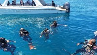 Aksi Al dari atas Kapal Phisini diganjar piagam rekor MURI Indonesia yang akan diserahkan pada Desember 2021 ketika dia berusia 10 tahun. Ia juga mendapat rekor dari internasional association off diving school sebagai penyelam termuda di dunia. (Ibnu Munsir/detikTravel)