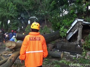 Pohon Tumbang Timpa Driver Ojol di Purwakarta