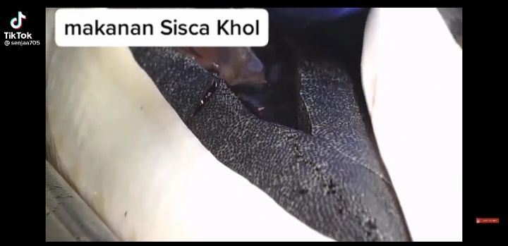 Sisca Kohl Doyan Banget Caviar, Ternyata Ini Proses Panen Caviar