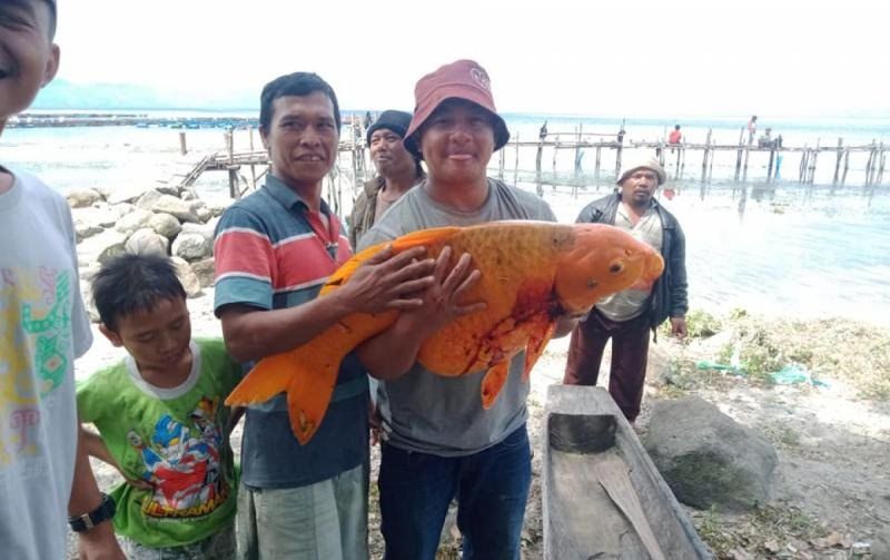Tangkap Ikan Mas Raksasa di Danau Toba, Netizen Kaitkan dengan Mamak Samosir