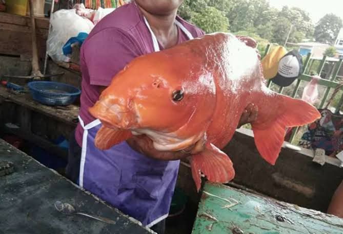 Tangkap Ikan Mas Raksasa di Danau Toba, Netizen Kaitkan dengan Mamak Samosir