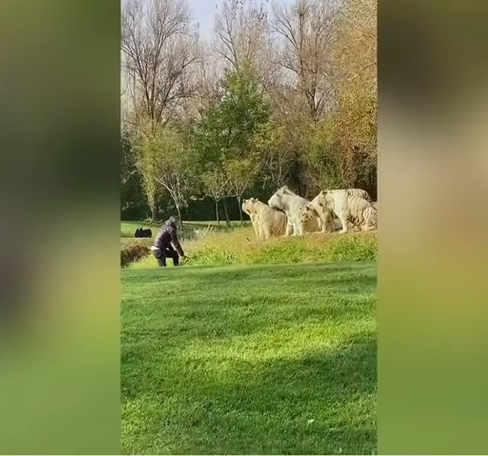Turis masuk ke kandang harimau putih