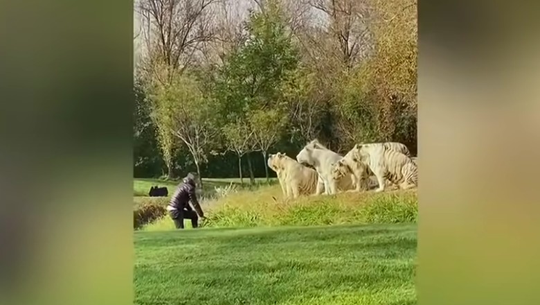 Turis masuk ke kandang harimau putih Turis masuk ke kandang harimau putih