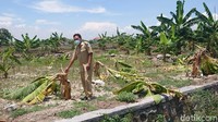 Dalam video yang sudah viral itu memperlihatkan sekelompok anak-anak tengah menendang, memanjat dan memukuli pohon pisang milik warga. Sekelompok anak-anak ini juga terlihat berusaha untuk merobohkan pohon pisang yang masih tegak berdiri. Aksi tersebut dilakukan pada sore dan nalam hari selama 4 hari berturut-turut, sejak Jumat (29/10/2021 -1/11/2021) dan menjadikan pohon pisang sebagai samsak sasaran objek tinju. 