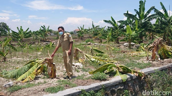 Viral 'Salam dari Binjai' Melanda Lamongan Viral 'Salam dari Binjai' Melanda Lamongan
