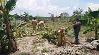 Tidak hanya pisang yang besar, pisang yang sudah berbuah juga menjadi sasaran anak-anak yang rata-rata masih berusia sekitar 12 tahun ini. Beberapa pohon pisang kecil juga tak luput dari aksi anak-anak ini. Dalam video ini juga terdengar suara cekikikan anak-anak ini sambil berusaha merobohkan pohon pisang. Salam dari Binjai iki, terdengar teriakan salah satu anak. 