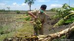 Salam dari Binjai Bikin Anak-anak Lamongan Rusak 50 Pohon Pisang