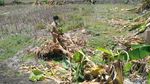 Salam dari Binjai Bikin Anak-anak Lamongan Rusak 50 Pohon Pisang
