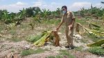 Salam dari Binjai Bikin Anak-anak Lamongan Rusak 50 Pohon Pisang