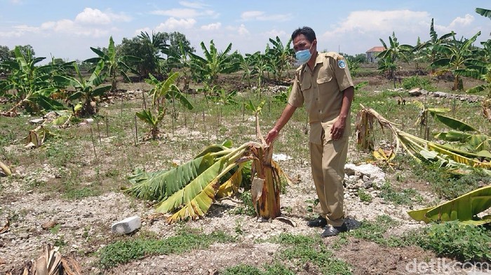 Viral 'Salam dari Binjai' Melanda Lamongan
