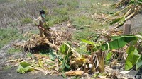 Begini penampakan puluhan pohon pisang yang rusak imbas video viral Salam dari Binjai.