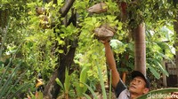 Pohon-pohon hias mempercantik jalanan kampung. 