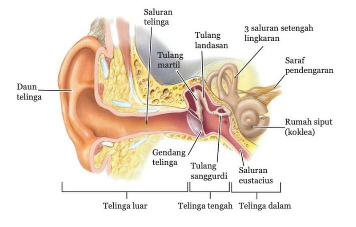Gendang telinga akan titik-titik saat menerima gelombang bunyi