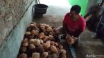 Si Manis dari Ciamis! Begini Proses Pembuatan Galendo