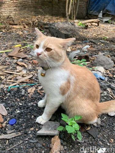 Kucing milik Erma dan adiknya.
