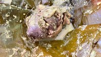 Kami juga memesan garang asem yang menggunakan jeroan ati ampela. Ati ampela itu dibungkus dengan daun pisang. Foto: detikcom/Riska Fitria