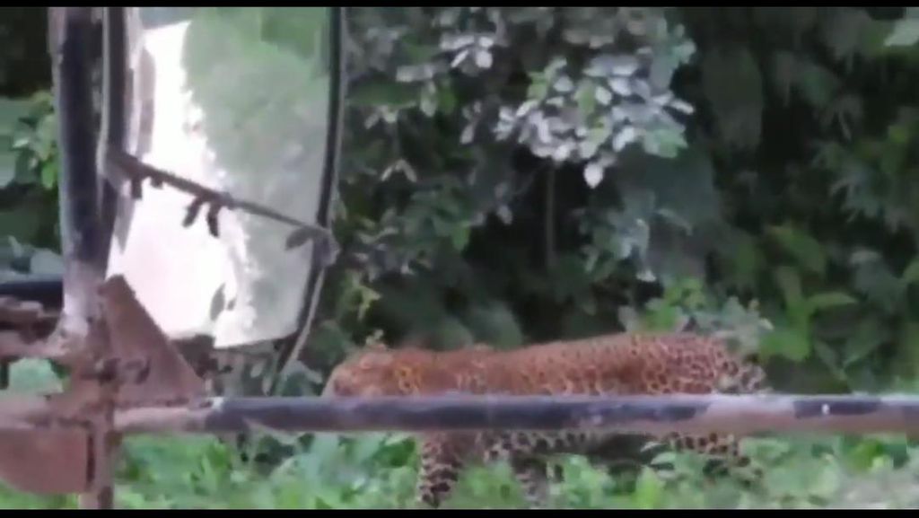 Beredar Video Penampakan Macan Tutul di Nusakambangan, BKSDA Cek