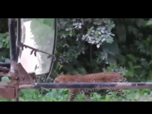 Penampakan macan tutul yang disebut muncul di Nusakambangan, Rabu (3/11/2021).