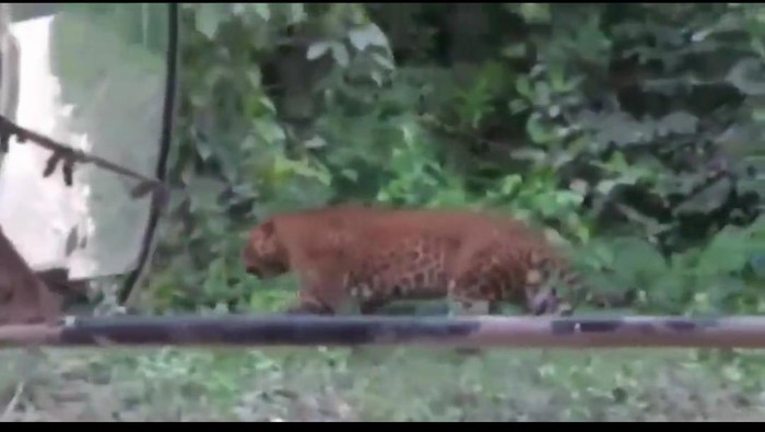 Penampakan macan tutul yang disebut muncul di Nusakambangan, Rabu (3/11/2021).