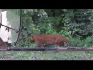 Macan Tutul Nusakambangan Viral, BKSDA Sebut Tak Serang Manusia