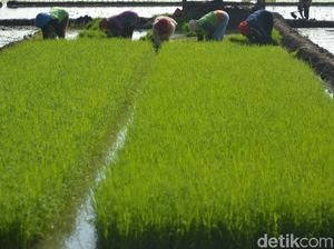 Duet Telkom dan Jepang Bangun Ekosistem Pertanian Digital