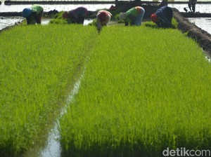 Bakrie Group Lirik Bisnis Beras, Mulai Bertani di Lahan Kering