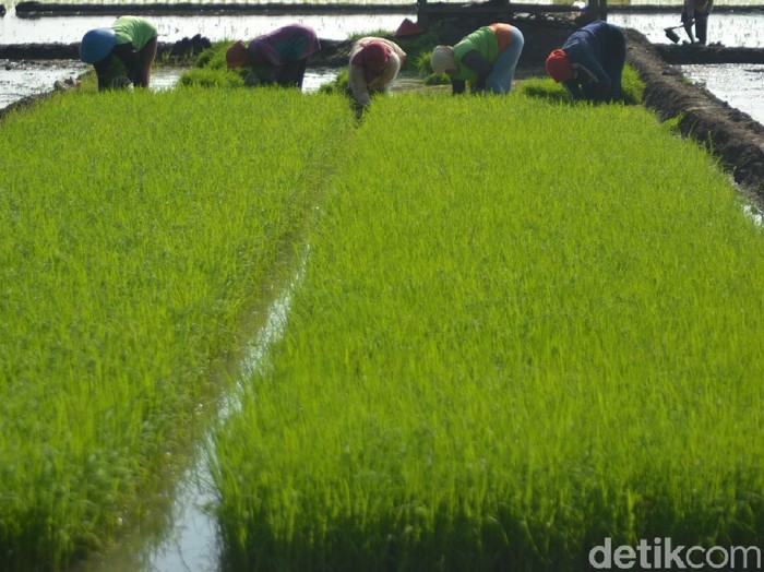 Petani padi di Pangandaran dihadapkan beragam persoalan