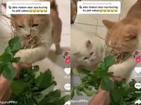 Viral Kucing Sakau Setelah Makan Akar Tanaman, Ini Penjelasan 