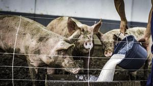 5 Alasan Khusus Mengapa Babi Diharamkan bagi Muslim
