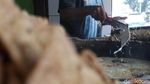 Curhat Pedagang Gorengan di Bandung soal Harga Minyak Goreng Curah