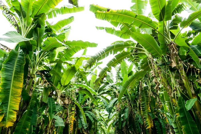 Banana tree with a bunch of growing bananas,darktone.