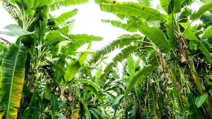 Banana tree with a bunch of growing bananas,darktone.