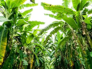 Pemkab Majalengka Bakal Tebar 200 Ribu Bibit Pohon Pisang Apuy