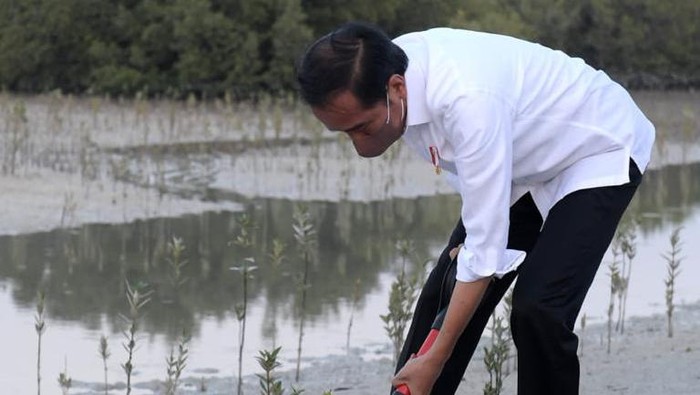 Jokowi menanam mangrove di Abu Dhabi