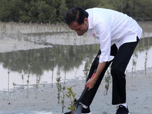 Momen Jokowi Tanam Mangrove di Abu Dhabi
