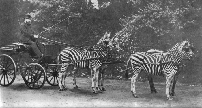 Lionel Walter Rothschild (1868-1937), Baron Rothschild kedua dengan kereta zebra (Equus burchelli) miliknya pada 1895. Kereta zebra tersebut dikabarkan rutin ia bawa menyusuri jalan London. Kegiatan Rotschild merupakan salah satu upaya penjinakan zebra.