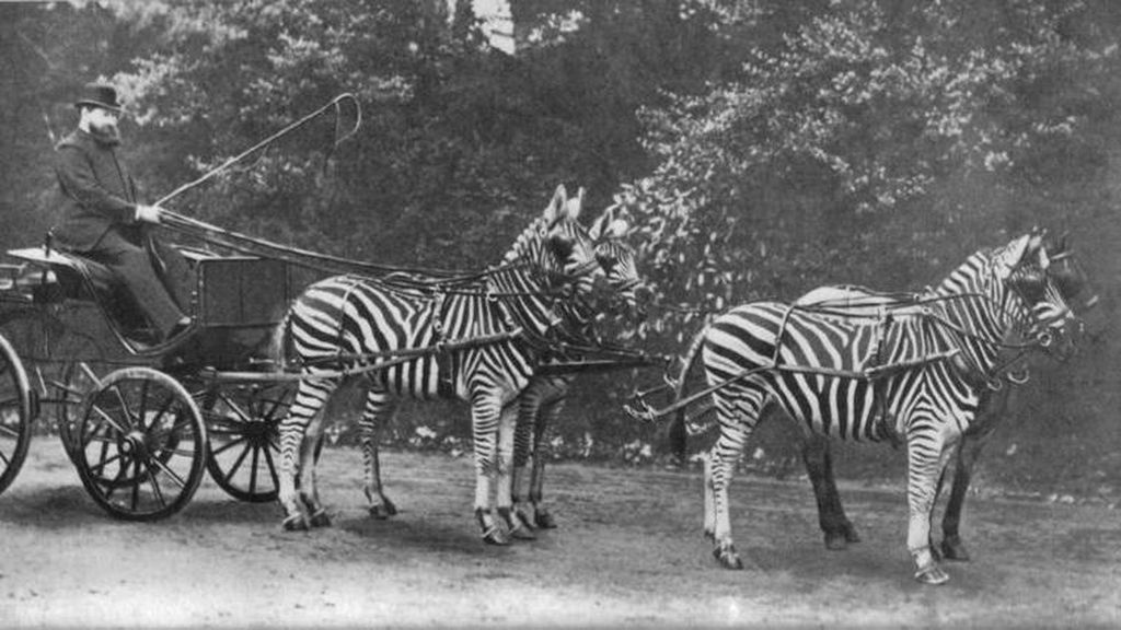4 Alasan Zebra Tidak Bisa Ditunggangi dan Dipelihara, Beda dengan Kuda