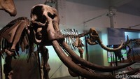 Salah satu pengunjung, Diki Eka mengatakan sudah rindu datang ke Museum Geologi.