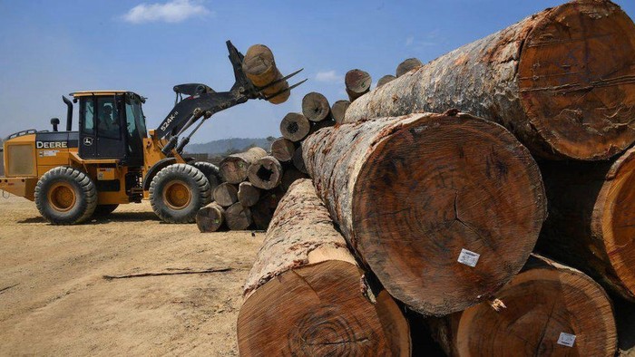 Penggundulan hutan: Indonesia salah satu negara pembabat hutan terbanyak