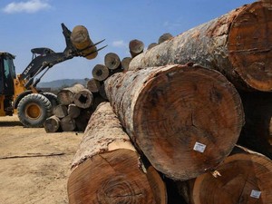 Indonesia Jadi Salah Satu Negara Pembabat Hutan Terbanyak