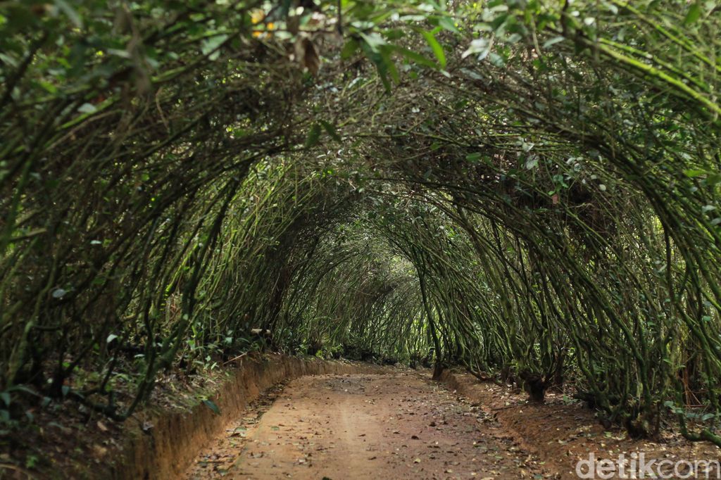 Puas Berfoto Dengan Pemandangan Gunung Salak Wisata Bakukung
