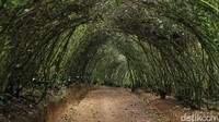 Tak jauh dari pusat kota Bogor ada destinasi yang cocok untuk refreshing nih. Banyak spot foto cantik juga yakni Wisata Bakukung, Bogor. Luthfi hafidz/detikcom.