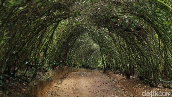 Tak jauh dari pusat kota Bogor ada destinasi yang cocok untuk refreshing nih. Banyak spot foto cantik juga yakni Wisata Bakukung, Bogor. Luthfi hafidz/detikcom. Tak jauh dari pusat kota Bogor ada destinasi yang cocok untuk refreshing nih. Banyak spot foto cantik juga yakni Wisata Bakukung, Bogor. Luthfi hafidz/detikcom.
