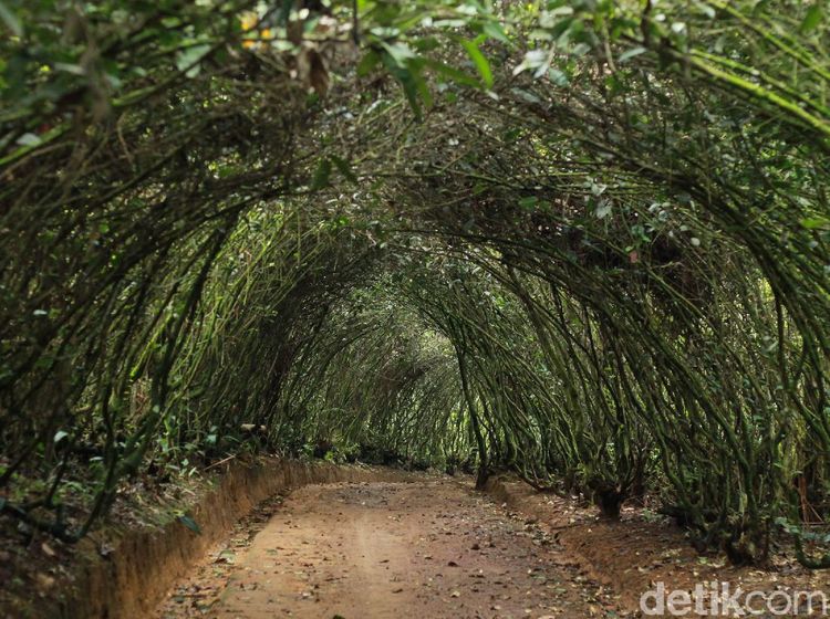 Potret Wisata Bakukung Bogor, Banyak Spot Instagramable ya!